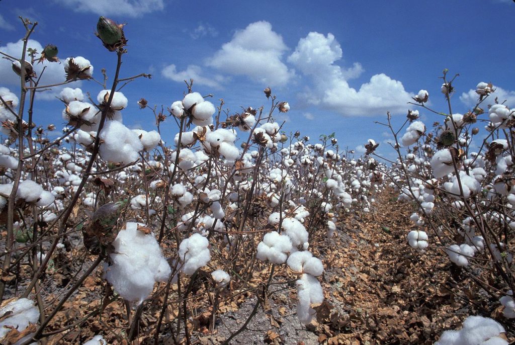 plantação de algodão - Celulose bioplástico